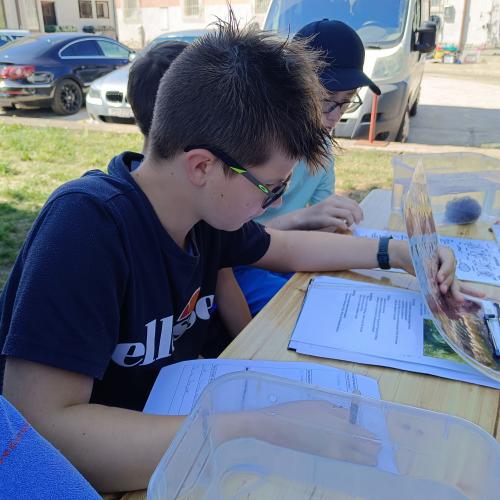 Meerestiere bestimmen