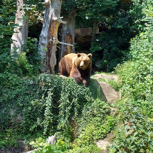 Alpenzoo