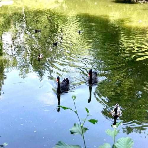 Schloss Ambras: Flora und Fauna