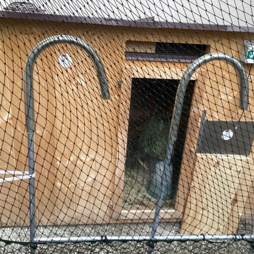 Raubvogelnetz