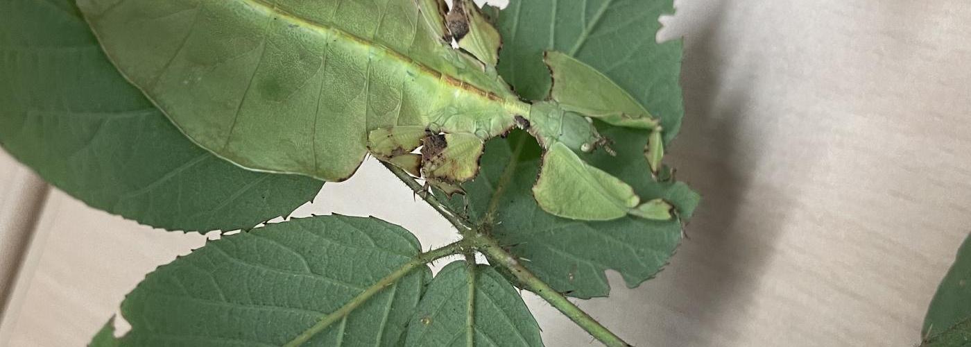 Insekten überall